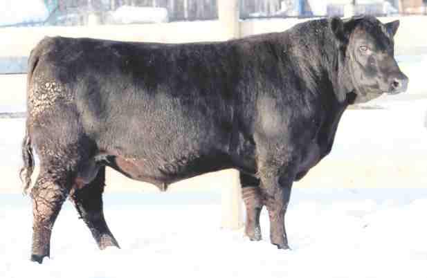 6 WW:+32 YW:+61 MILK:+17 Nice made, light birth weight son of Rito 580A from Johnson livestock; he will produce some