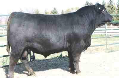 6 WW:+26 YW:+49 MILK:+14 Nice made Iron Mountain son by a Lookout Right Time daughter Queen 4P. Use on heifers and cows.