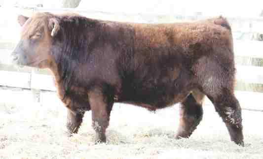 5 WW:+45 YW:+65 MILK:+14 Sale Feature - Carbon copy to his sire; dark red, great footed, quiet herd bull with a large scrotal measurement; don't miss this