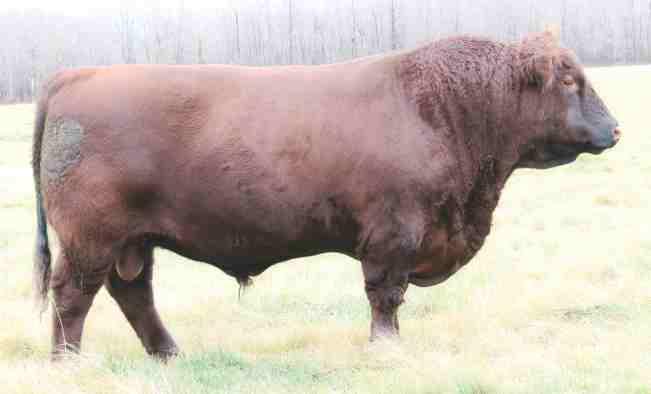 SIRES RED VIKSE FULLY LOADED 87Z