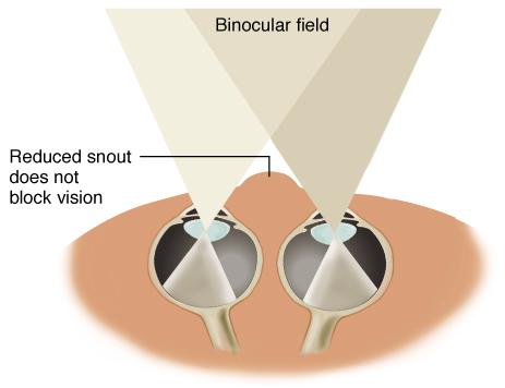 Binocular Vision Stereoscopic vision and resultant allows primates to