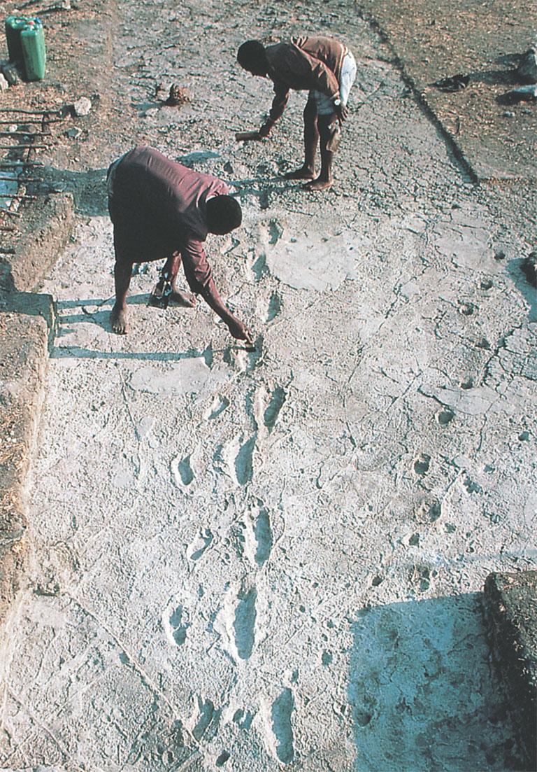 Hominid Footprints Preserved in volcanic ash in Tanzania Discovered in 1978 Proved hominids were bipedal walkers at