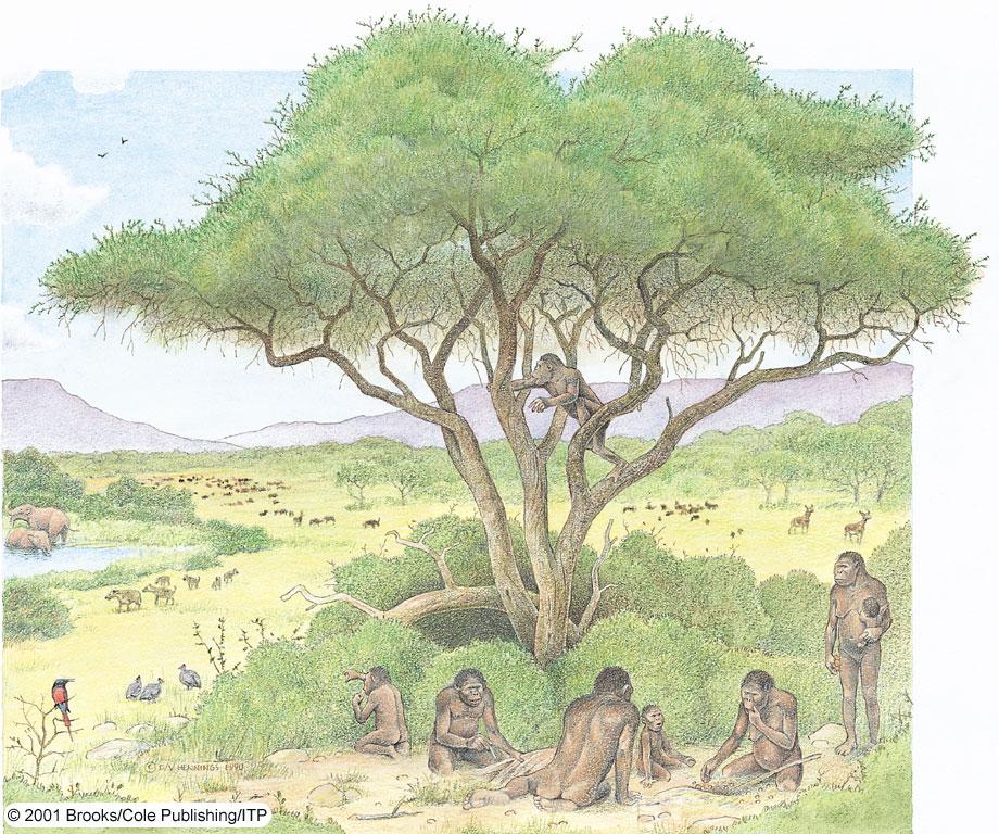 Re-creation of a Pliocene landscape showing members of A.