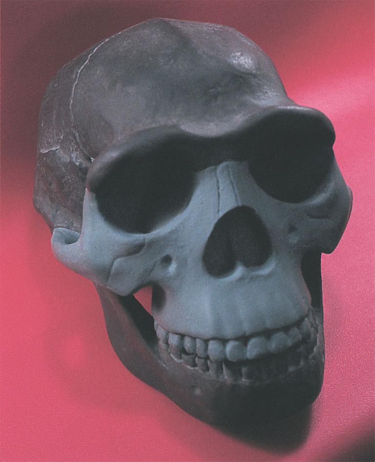 A reconstruction of the skull of Homo erectus a widely distributed species whose