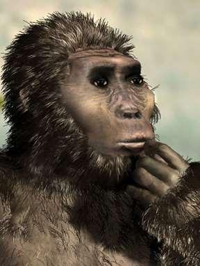 afarensis Thought to be same species, but further examination showed