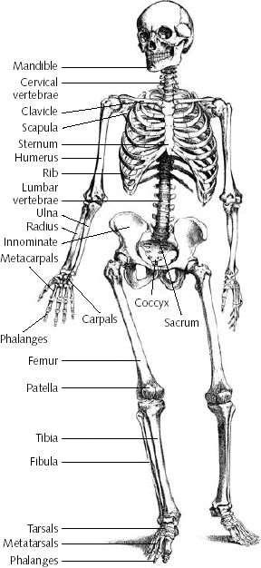 The human skeleton is divided into two parts Axial Skeleton: skull, thoracic cage, vertebral