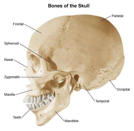 Skull: Limbs and