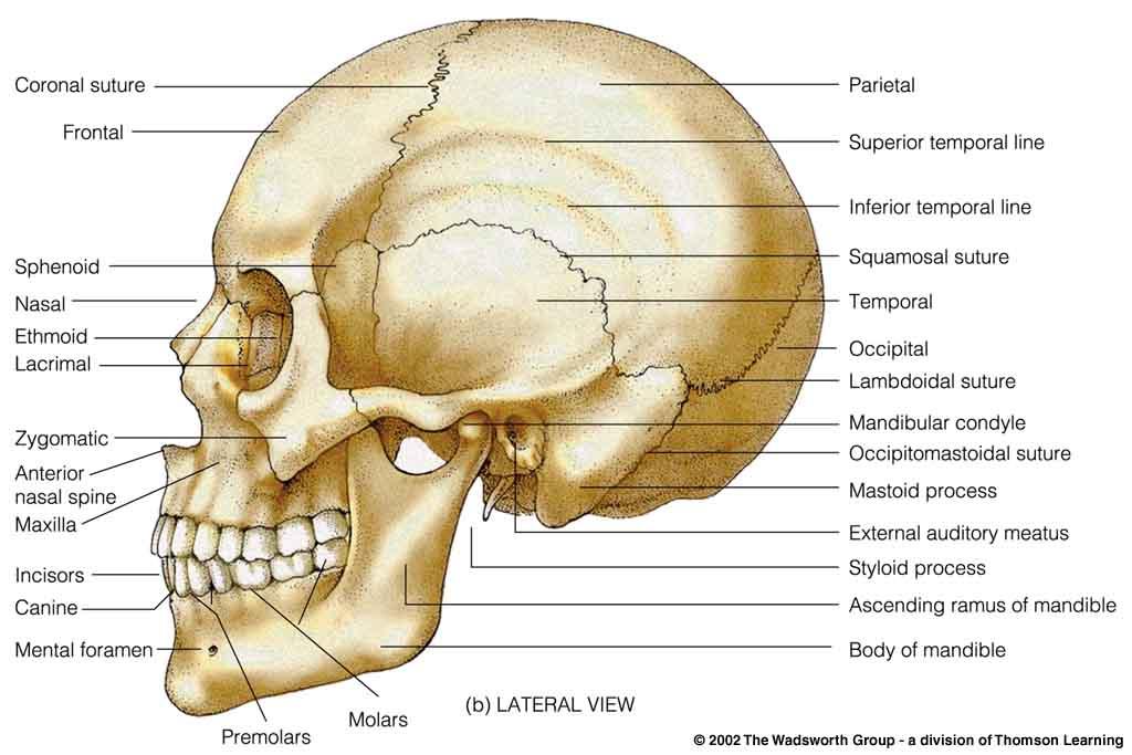 Modern human cranium Understanding Physical