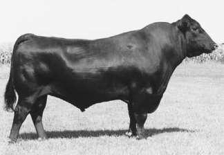 This bull records an individual birth ratio of 97 balanced with individual weaning and yearling ratios of 115 and 114 respectively along with an individual IMF ratio of 112 and an individual