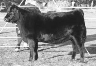 LAGRAND H141 PCISION H434-113. 110 Birth Date: 1-2-2004 Bull +14743553 Tattoo: H408 LAGRAND FOVER 4861 - Maternal sister to s 110-113 who sold for $6,000 to Chip Carroll, Owasso, Oklahoma.