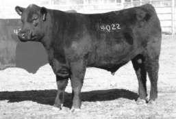 These bulls rank in the top three percent among non-parent bulls for Yearling Weight EPD from a donor dam who records a progeny IMF ratio of 114 on one head.