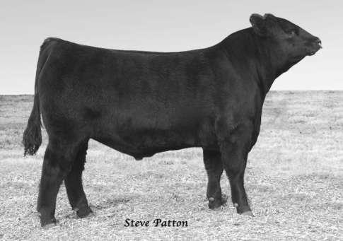 This bull combines a modest individual birth ratio of 93 with an individual weaning ratio of 108 as the first calf from a two-year-old dam.