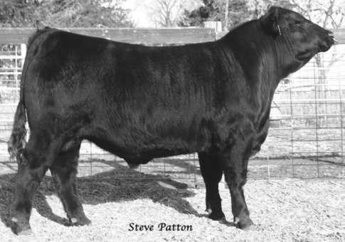 progeny IMF ratio of 105 on one head. This bull is sired by the popular Bon View New Design 878 from a dam by the Pathfinder Sire Krugerrand of Donamere 490.