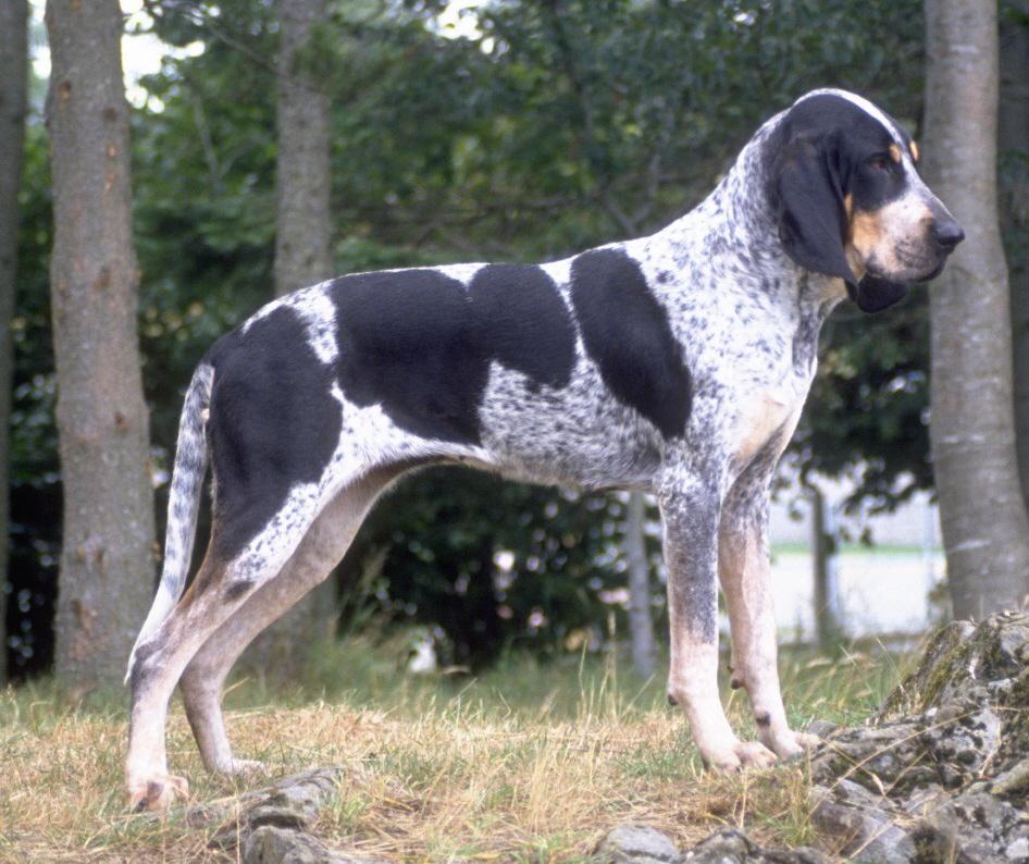 HISTORY The modern Bluetick Coonhound descended