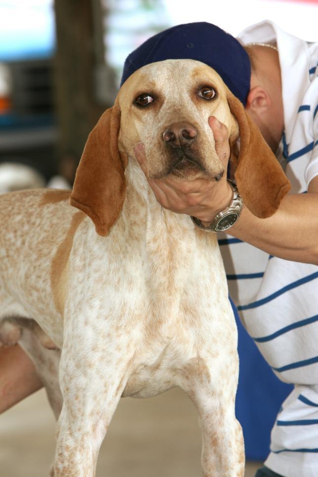 HISTORY Blueticks were originally classified as English Coonhounds until 1945.