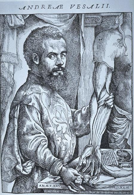 Andreas Vesalius (1514 1564) Physician, Anatomist, Author Born in Brussels, Belgium Chair of Surgery and Anatomy at Padua, Italy Used dissection as his primary teaching tool Set a new standard in