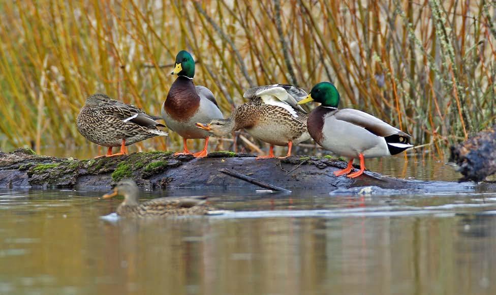 Attachment 3 GAME BIRD PROGRAM RECOMMENDATIONS FOR 2018 19 UPLAND and MIGRATORY GAME