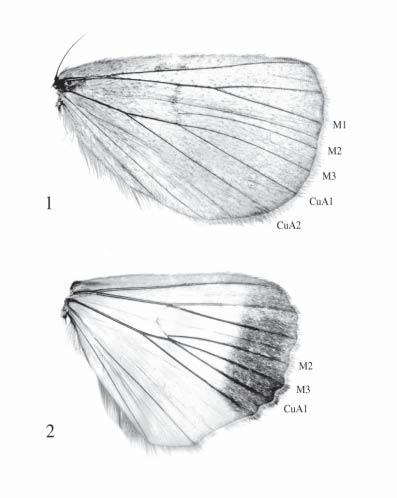 Figs. 1 2. Hindwing venation of Erebidae. 1. Primitive venation showing vein M2 parallel to M3 (Erebidae: Herminiinae: Chytolita); 2.
