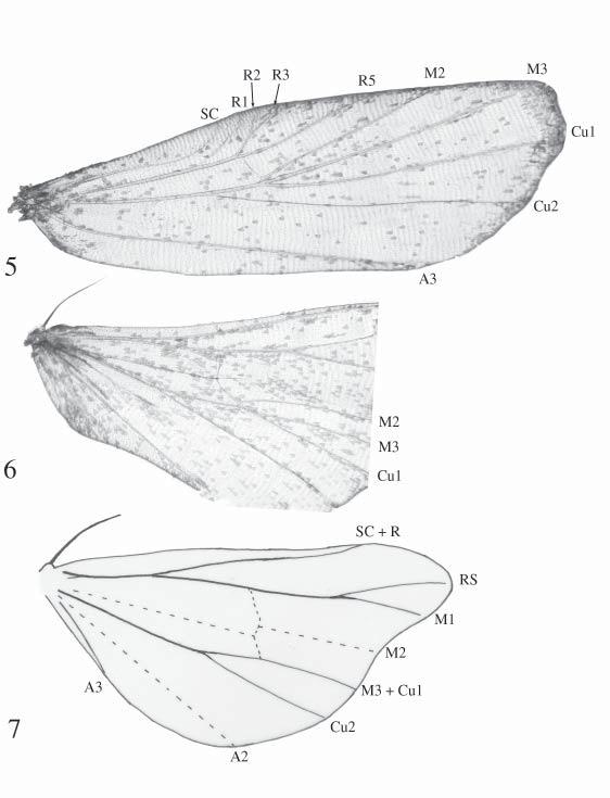 Figs. 5 7. Wing venation of Strepsimanidae and Micronoctuidae. 5. Forewing venation of Strepsimanidae (Strepsimanidae: Strepsimanes). 6.