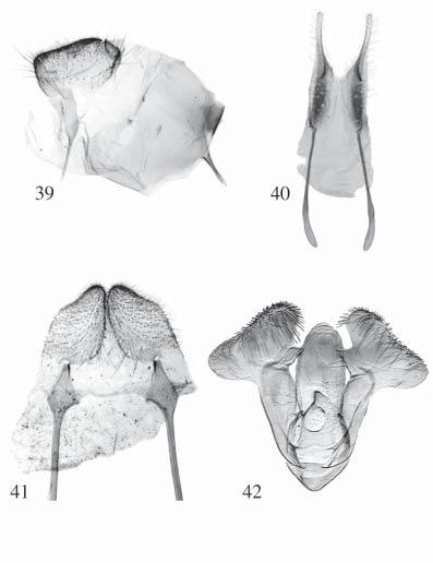 Figs. 39 42. Figs. 39 41, posterior apophyses. 39. Apophyses stick-like, expanded posteriorly (Erebidae: Calpinae: Scoliopteryx). 40.