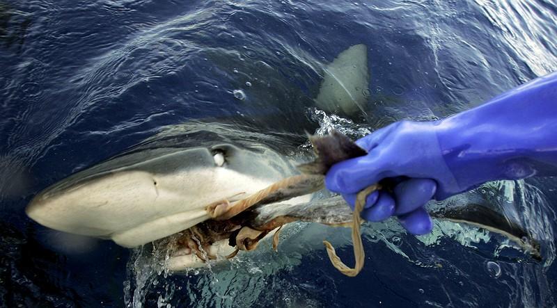 Fierce tiger shark attacks on the rise in Hawaii By Los Angeles Times, adapted by Newsela staff Jan.