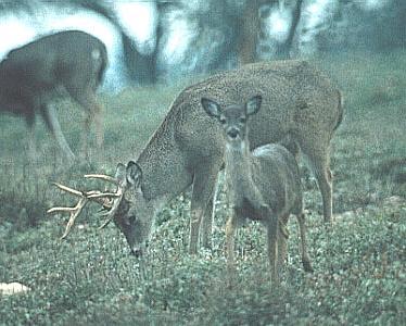 Deer Herd Habitat