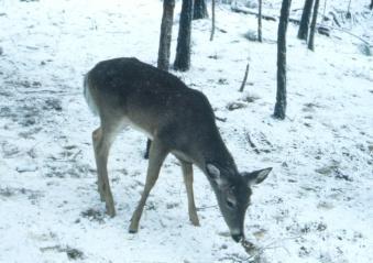 This is a buck fawn in December
