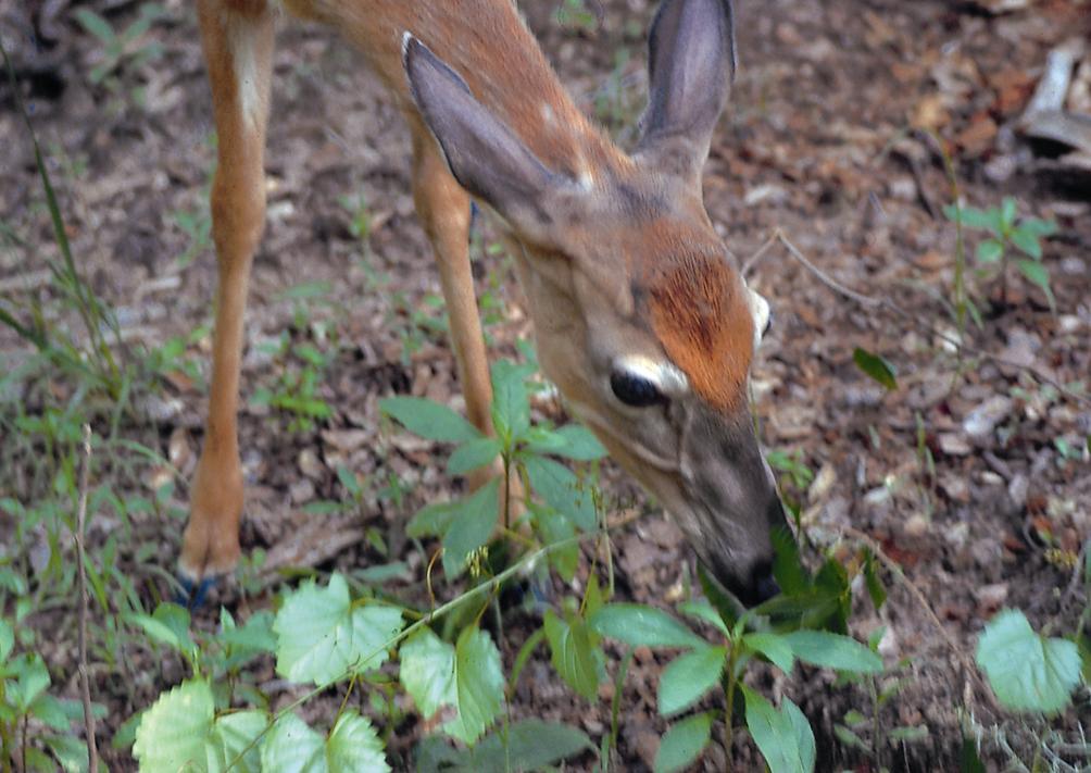 To Increase Nutrition For Other Deer Each