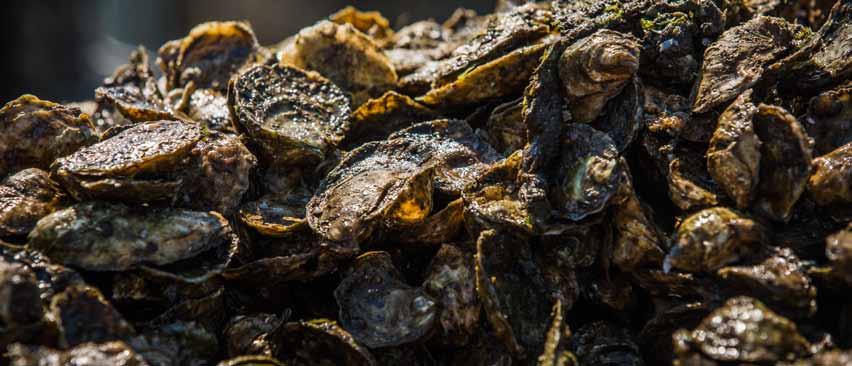 At the turn of the 19th century, the oyster industry employed over a thousand people and produced almost 1.5 million bushels a year, raking in three to four million dollars.