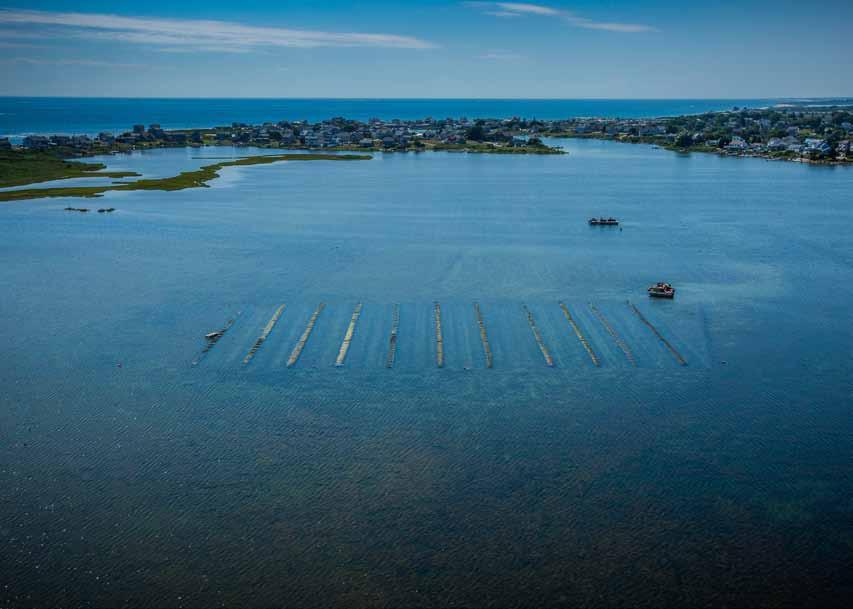 Oysters: healthy, wealthy and prize Rhode Island oyster farmers and regulatory agencies already take steps to protect oyster and human health, and have protocols in place to combat the higher