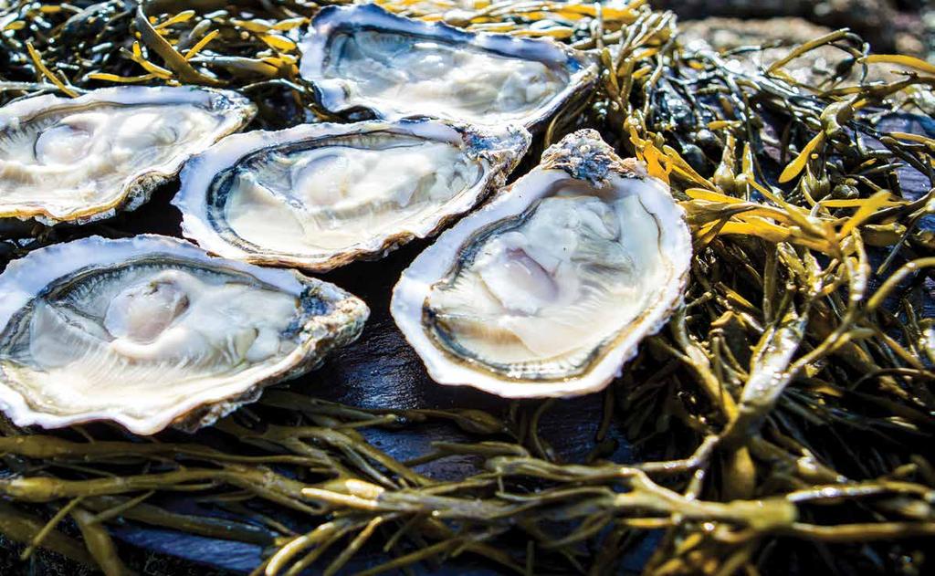 Prices remained positive right up to the Christmas period when a number of factors such as increased production of large sized oysters from France, this has had a significant negative effect on