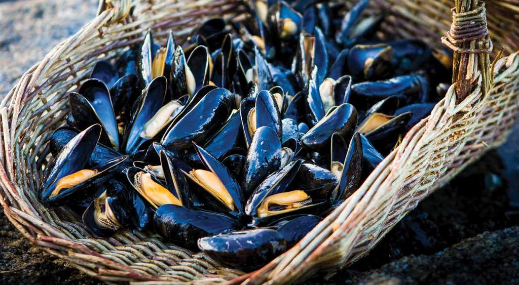 NOVEL SPECIES MUSSELS The production of rope and seabedreared mussels decreased significantly in 2014 but for very different reasons.