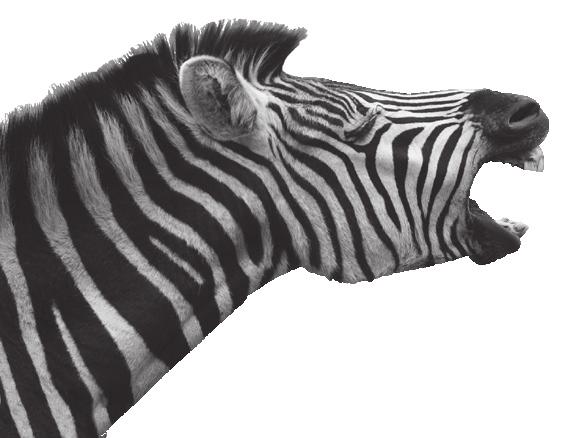 How do zebras protect themselves? 2.