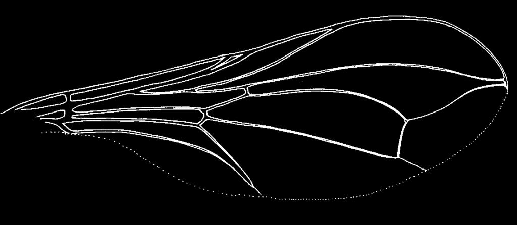 Fig. 33 wing of D. xanthopus Fig. 35 D. xanthopus ovipositor lateral Fig. 34 wing of D.