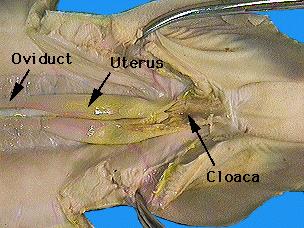 UTERUS Female 31. Cut across the gill slits from the pectoral fin to the corner of the mouth. You will have to cut across the ventral musculature to lay the area flat. 32.