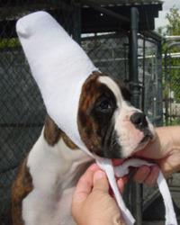 Measuring so that the end of the sock fits snugly over the top of the cup on the puppy s head, cut first up the middle of the sock, and then along the edge turning in diagonally to meet the center at
