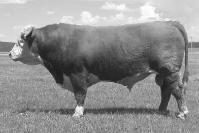 His daughters are exactly what we are looking for, His calves not only have the look, but have a moderate bw with lots of growth and will excel on the rail. THIS WILL BE THE LAST YEAR TO GET HIS SONS.