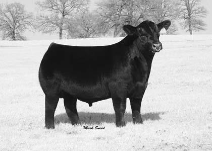 ANGUS REFERENCE SIRES A S A V NET WORTH 4200 (AMF-CAF-M1F-NHF) Reg.