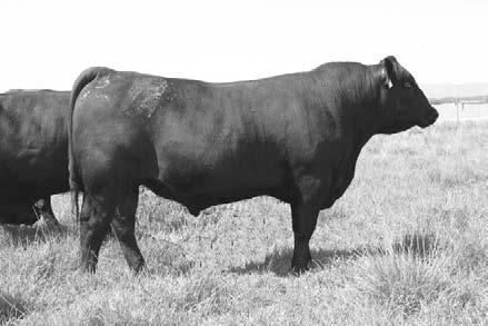 The genetic package of these ET bulls is unlike anything we have marketed. Top 10% for MILK, 25% MARB, WEPD, YEPD, $F, $QG & CEM. 7 TRAYNHAM'S NET WORTH 2060 Reg.