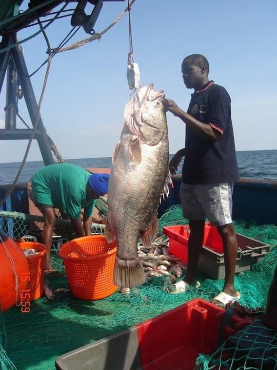 Nile perch The biomass of Nile perch has generally decreased from 1.6mt in 2000 to 1.