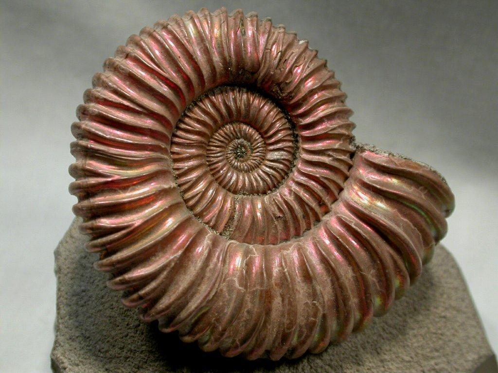 Later examples had coiled shells similar to Nautilus.