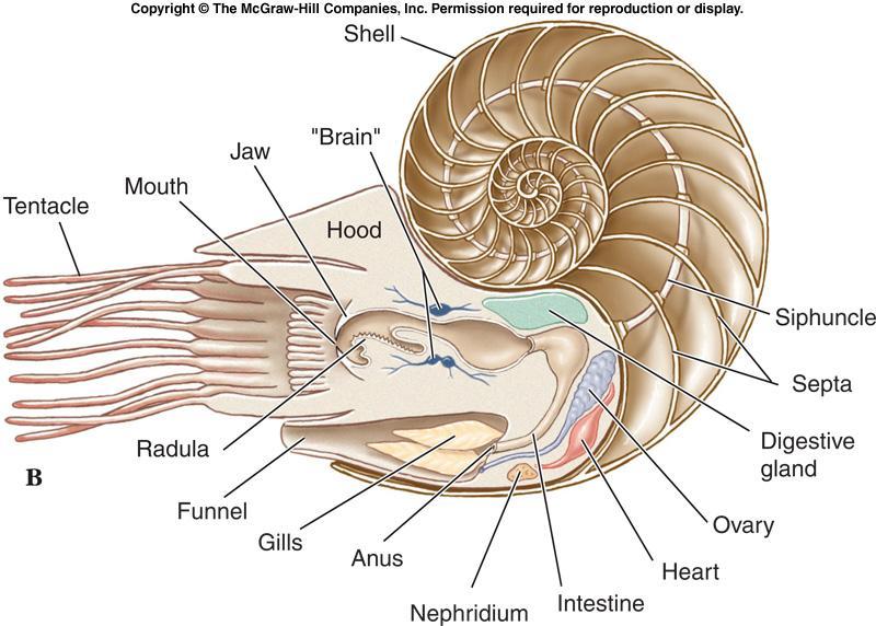 Class Cephalopoda - Shells Shells of Nautilus and