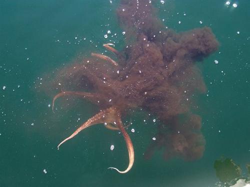 Class Cephalopoda Most cephalopods have an ink sac that secretes sepia, a dark fluid containing the pigment melanin.