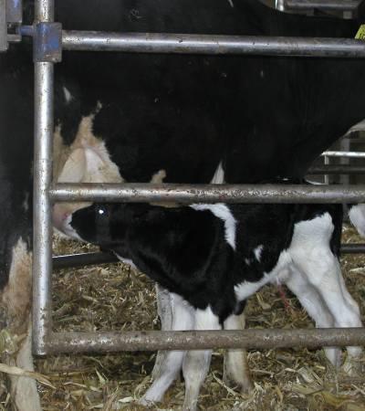 holding or drying area Calf