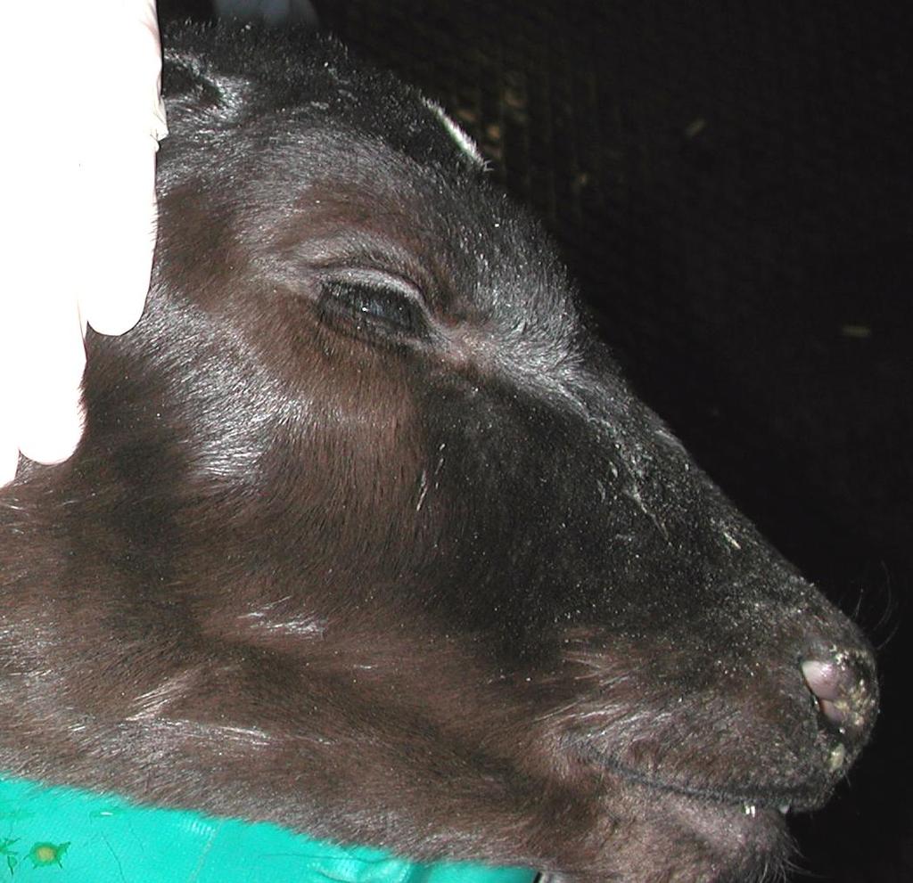 Dehydration in Calves Acidosis Electrolyte abnormalities Hypoglycemia»