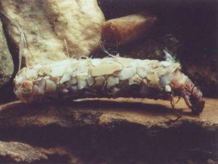 Caddisfly Larvae Up to 1/2 in