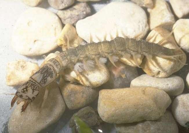Dobsonfly Larvae (Hellgrammite) 3/4-4 in length Predator 6 segmented legs Many feelers on
