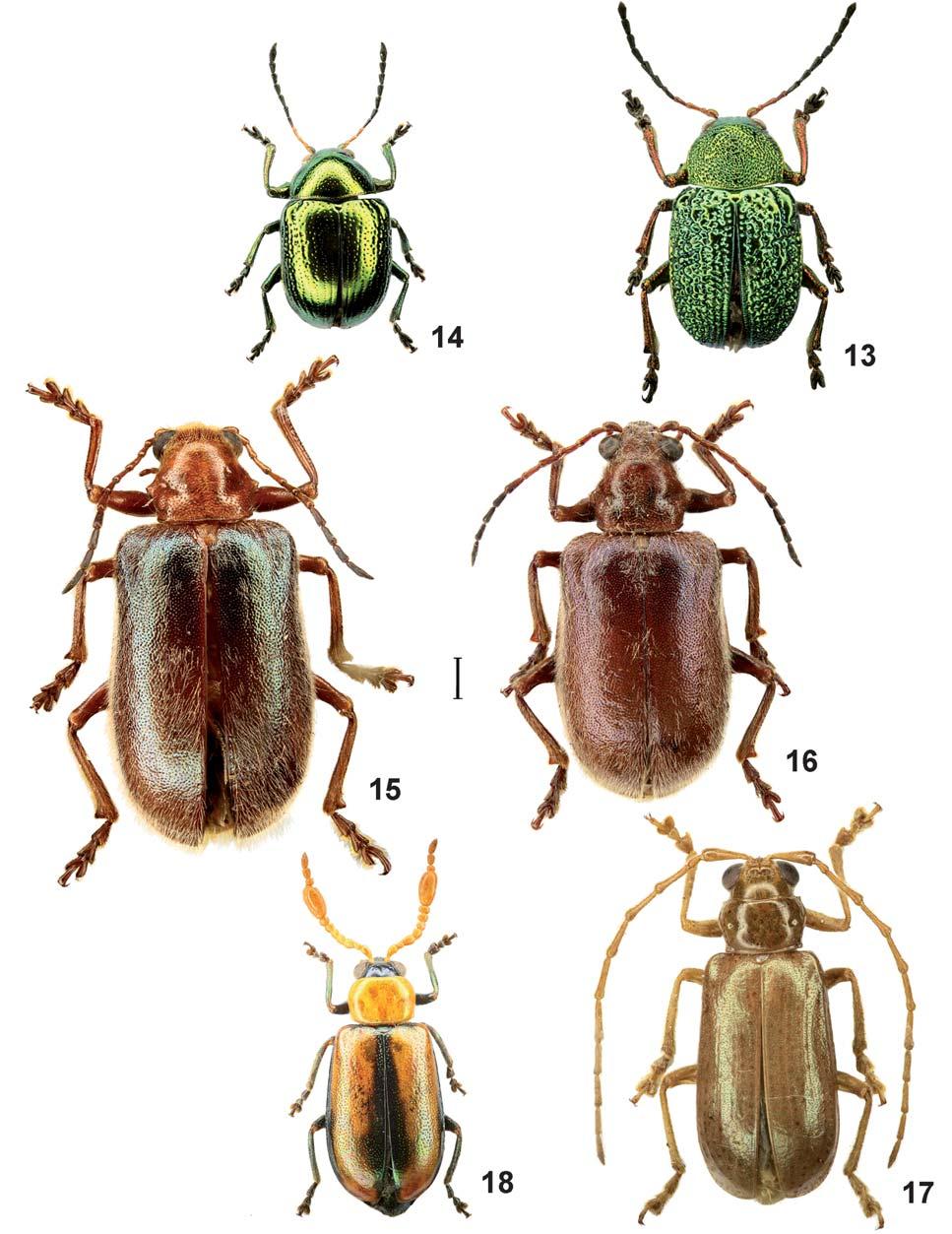 MEDVEDEV & ROMANTSOV, NEW AND POORLY KNOWN CHRYSOMELIDAE FROM BORNEO 243 Figs. 13 18. Chrysomelidae from Borneo, dorsal view. 13. Colaspoides punctipleuris L. Medvedev, 2003. 14.