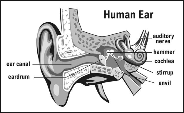 HEARING SOUND Sound waves are all around us. Our ears are amazing organs that change sound waves into electrical signals and send them to our brains.