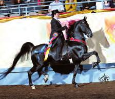 In 2009, the show results spoke for themselves, declaring Bell Flaire the winner among his prolific siblings.
